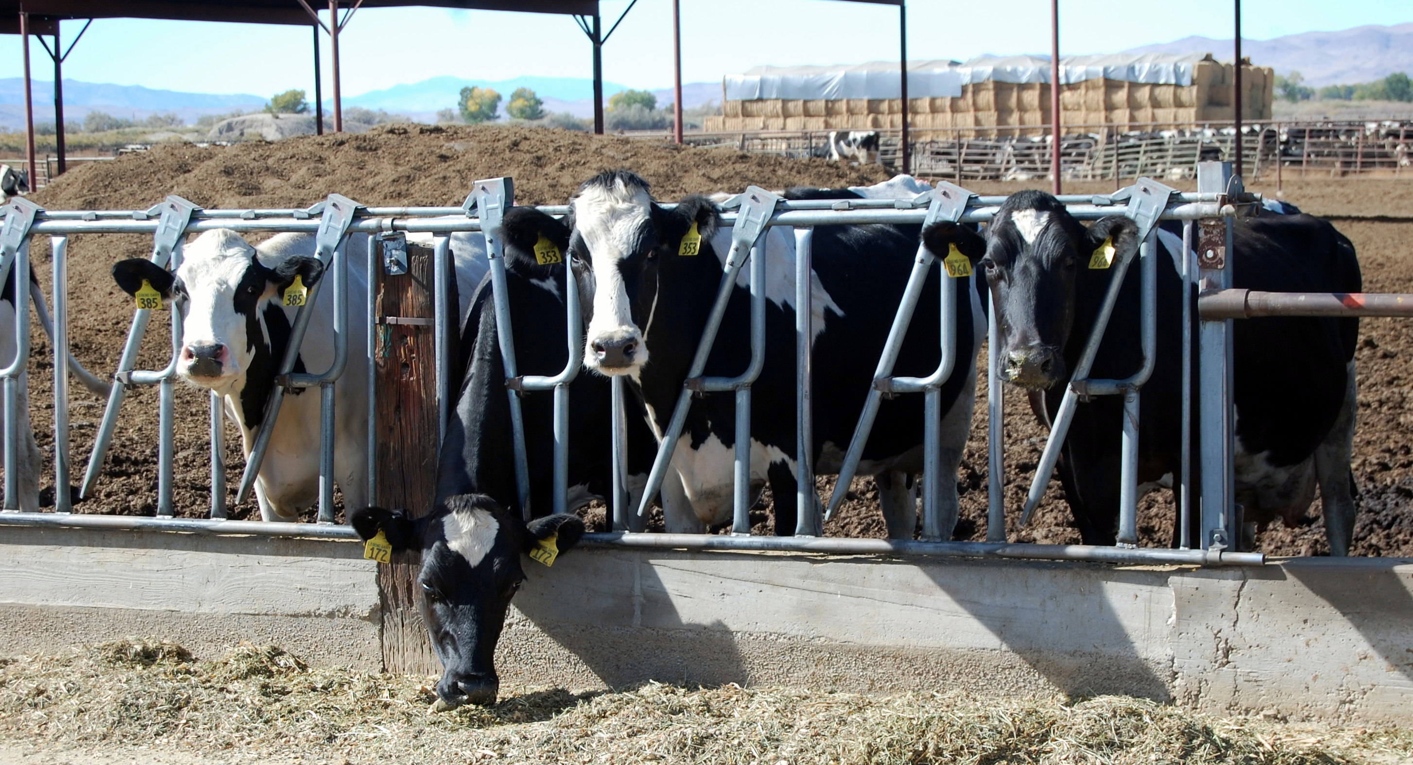 cows alfalfa brian growing feedlot